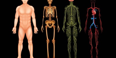 Анатомія людини 3D: інтерактивно (англ)