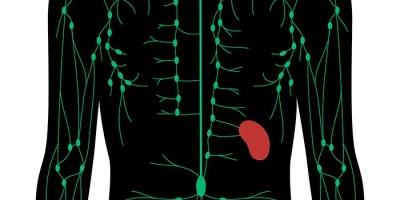 Лимфатическая система: все что нужно знать